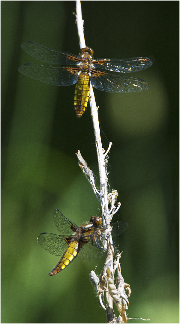 Zwei Plattbauchlibellen (Libellula depressa) auf einem Streich oder einem Halm . . .