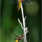 Zwei Plattbauchlibellen (Libellula depressa) auf einem Streich oder einem Halm . . .