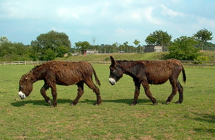 Zwei Poitou-Esel