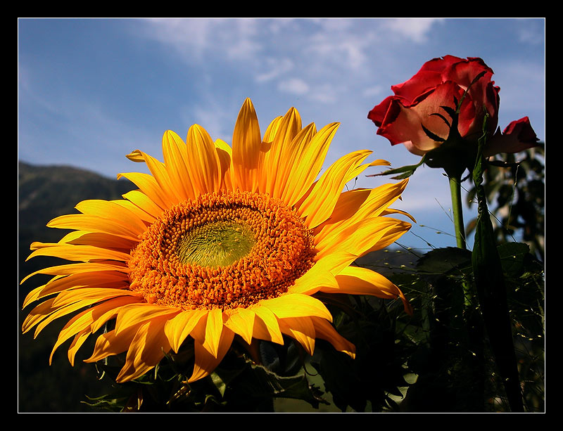 Zwei Profis unter den Blumen