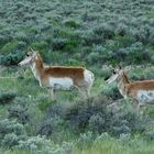 Zwei Pronghorns (Gabelböcke)...