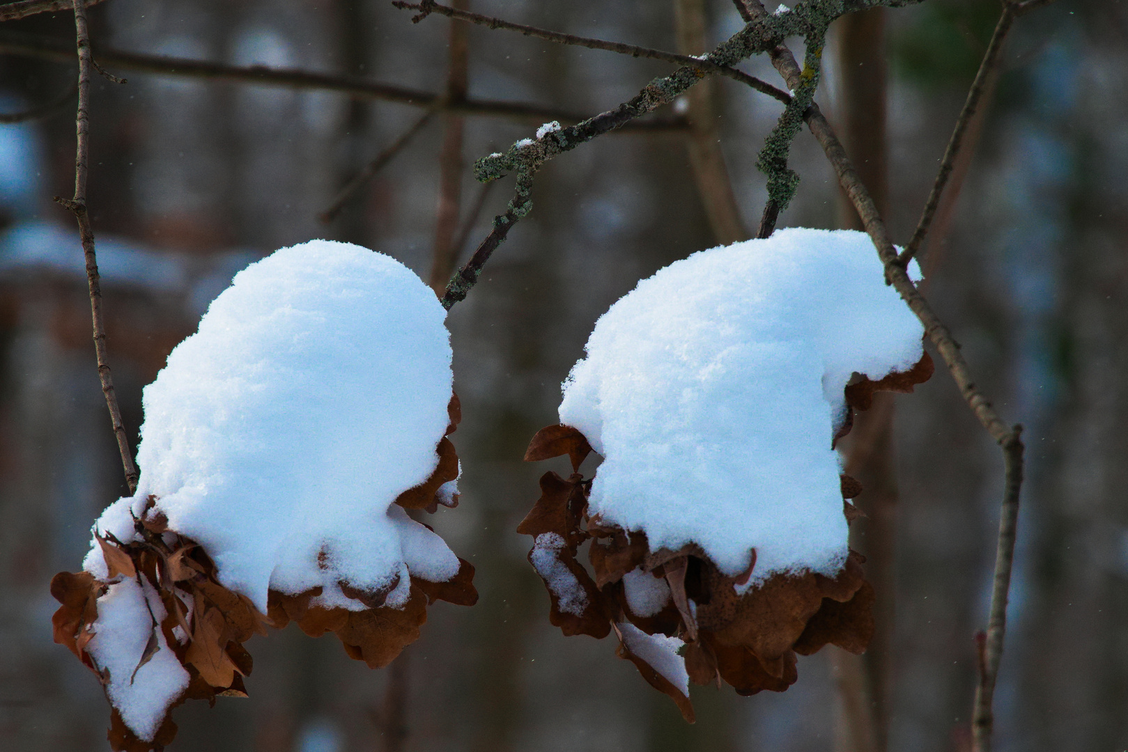 Zwei Pudelmützen im Schnee