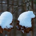 Zwei Pudelmützen im Schnee