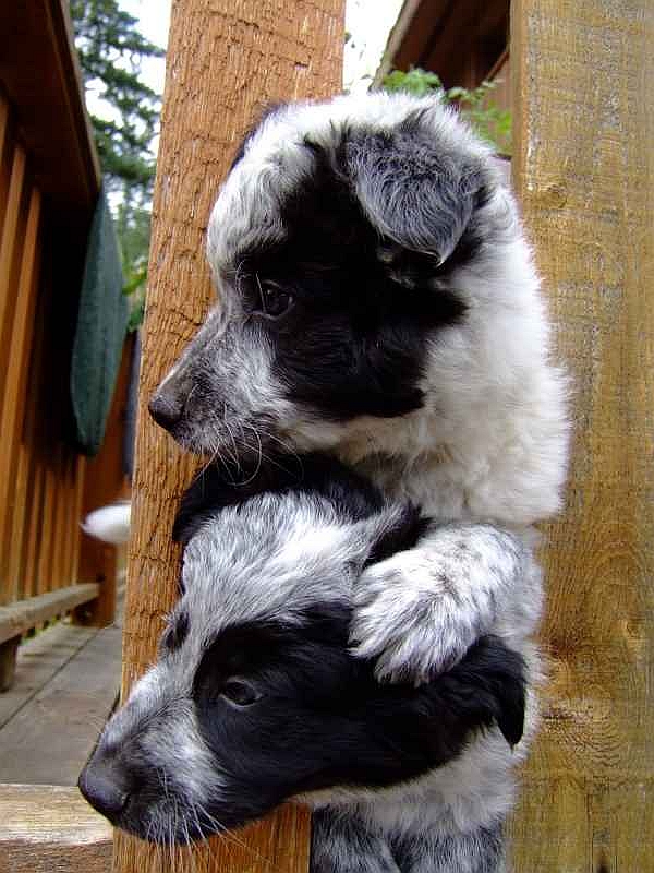Zwei Puppies auf Abwegen
