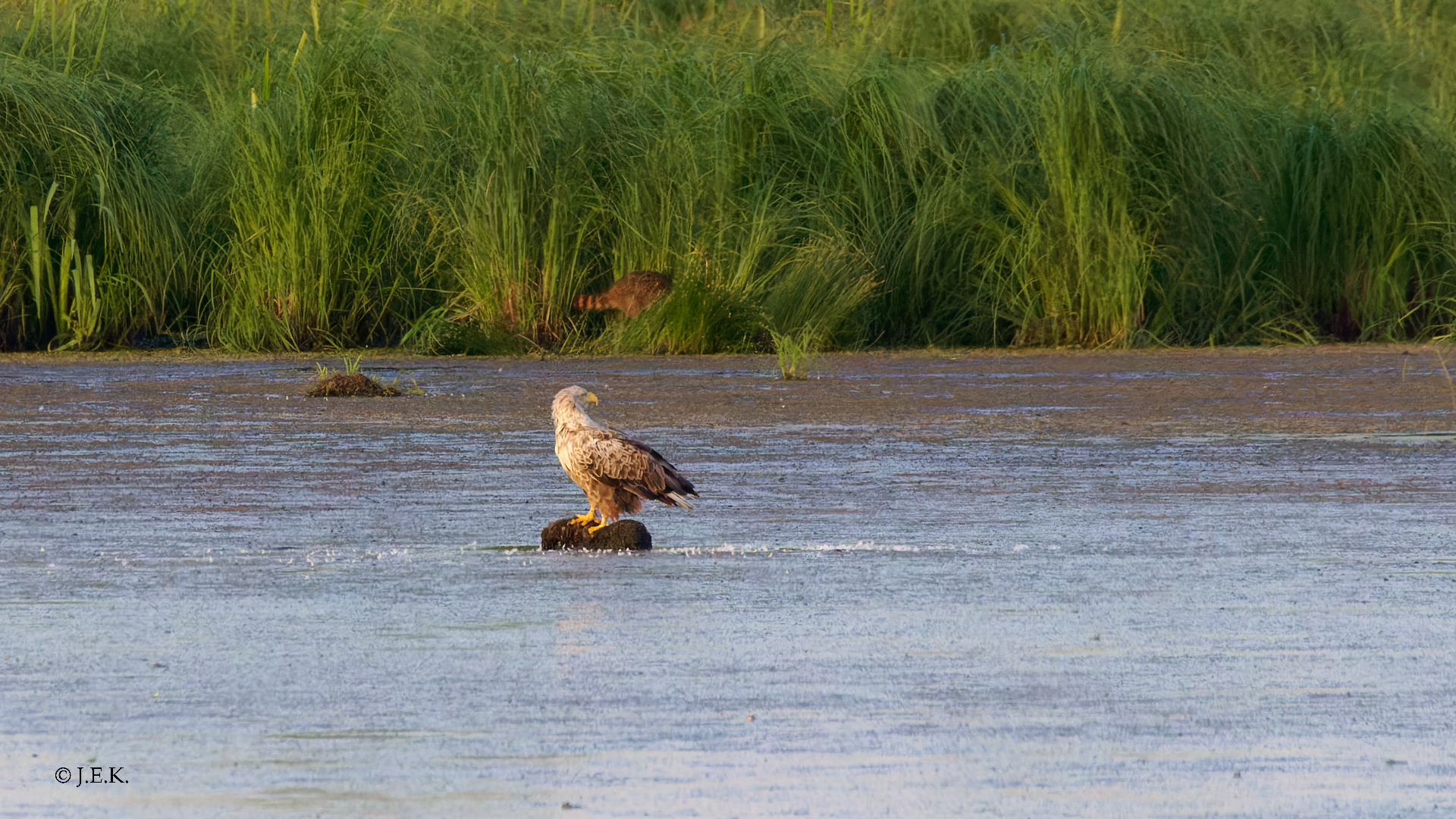 Zwei Räuber in der Abendsonne