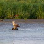 Zwei Räuber in der Abendsonne