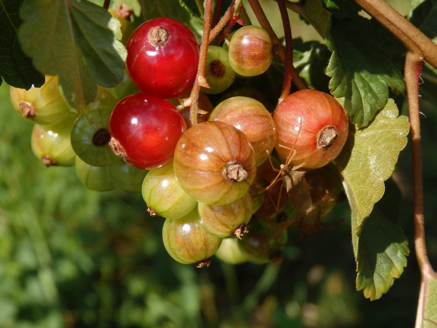 Zwei Randwanzen paaren sich - ausgerechnet auf den Johannisbeeren