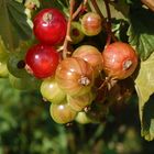 Zwei Randwanzen paaren sich - ausgerechnet auf den Johannisbeeren