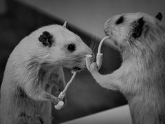 zwei ratten...