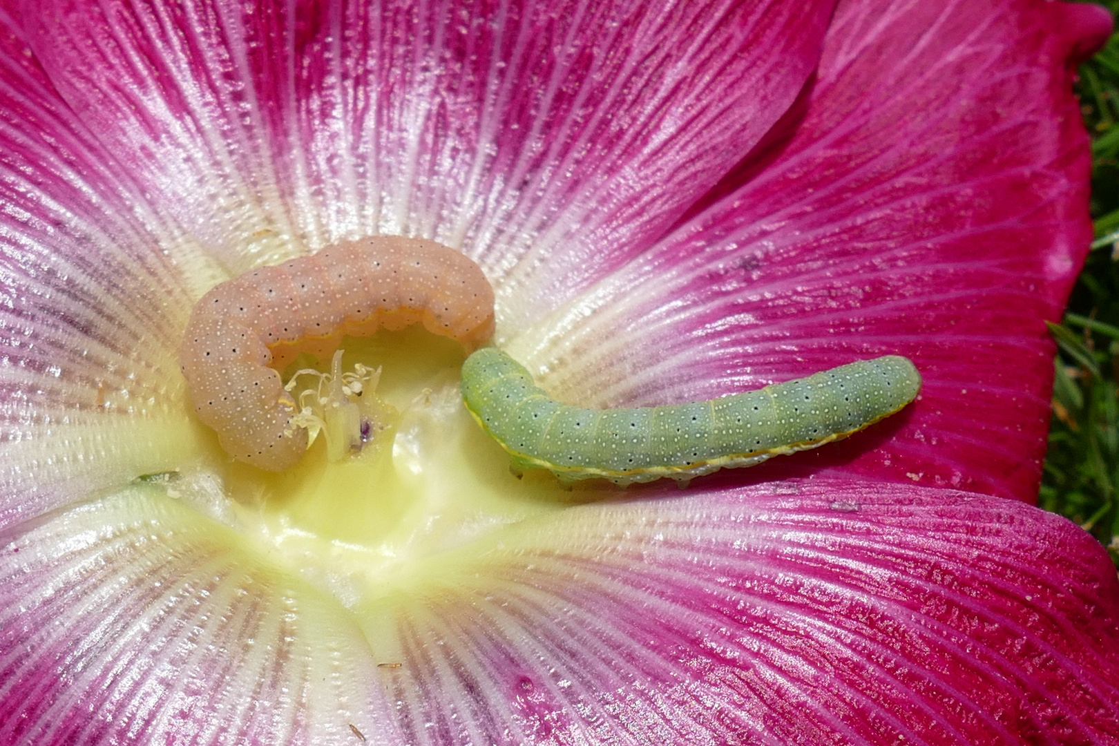 Zwei Raupen in Malvenblüte