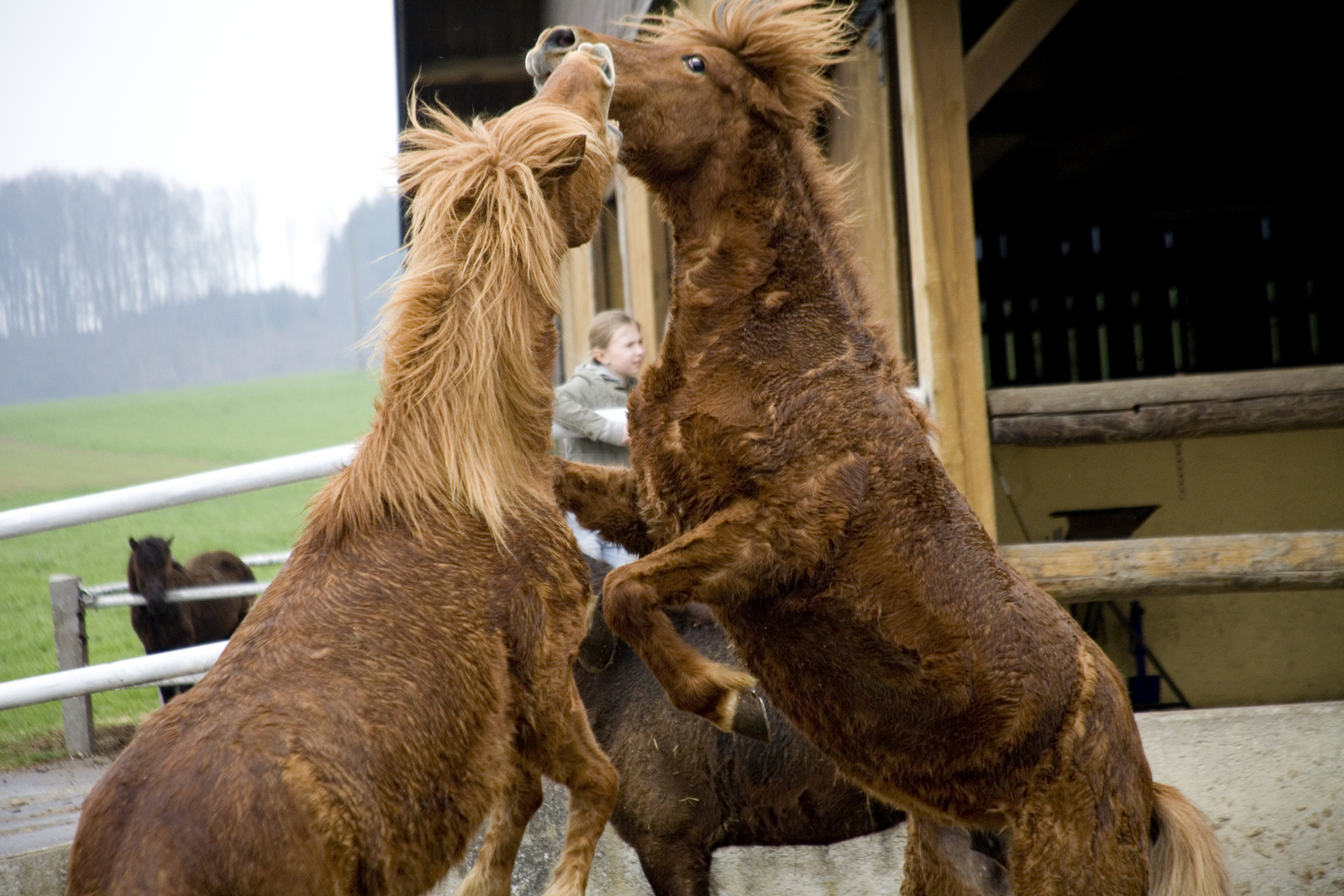 zwei regennasse Islandponys bei der Balz