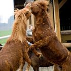 zwei regennasse Islandponys bei der Balz