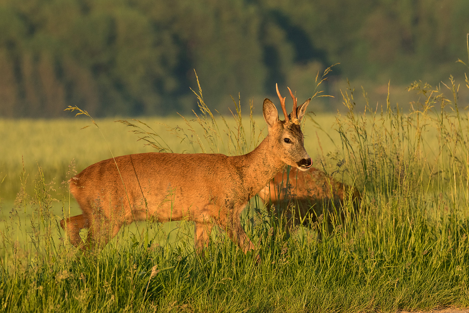 Zwei Rehböckle in der Morgensonne II