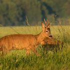 Zwei Rehböckle in der Morgensonne II