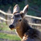 Zwei rehbraune Augen