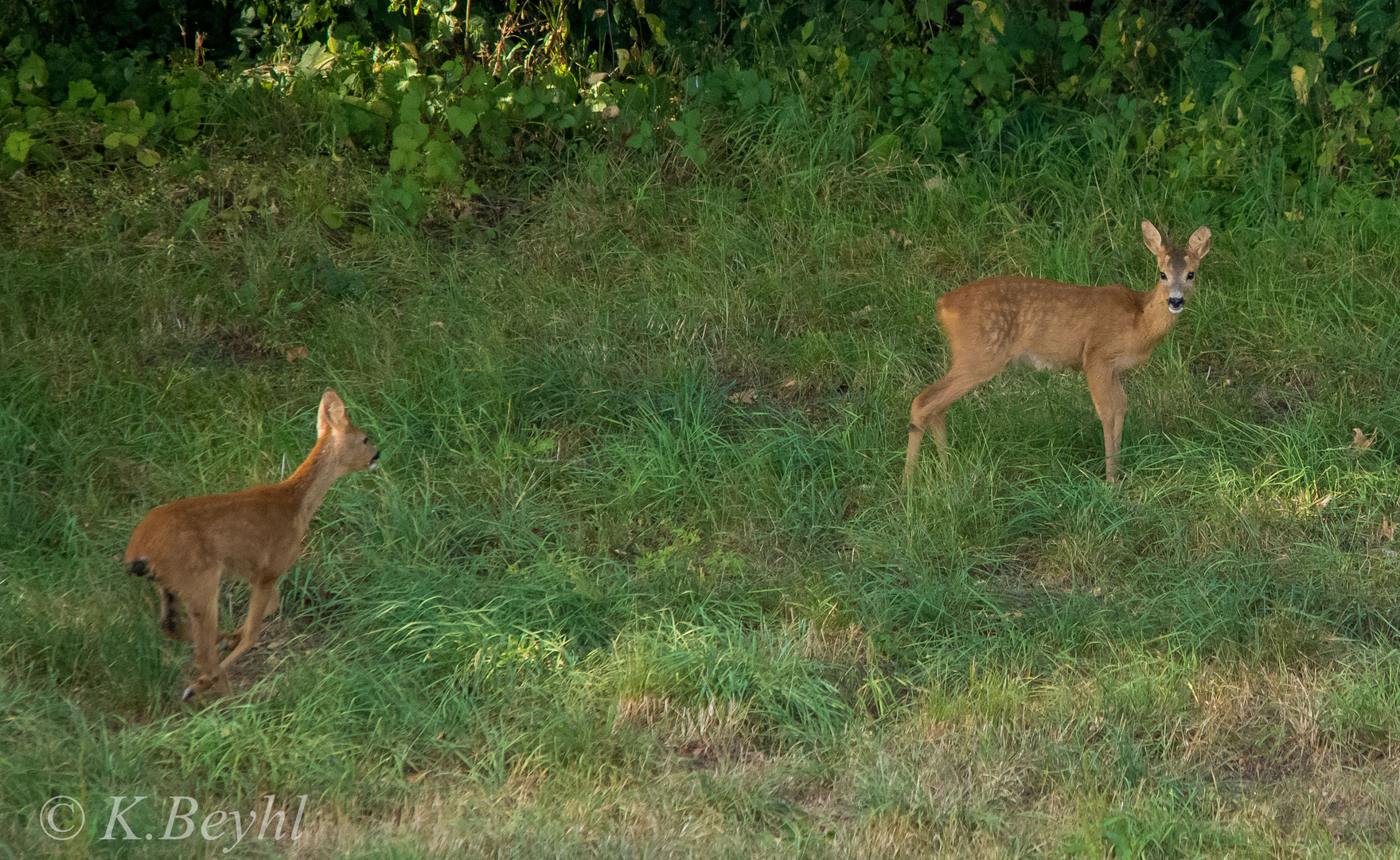 Zwei Rehe