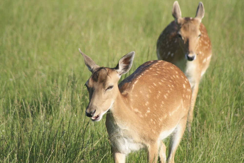 zwei Rehe