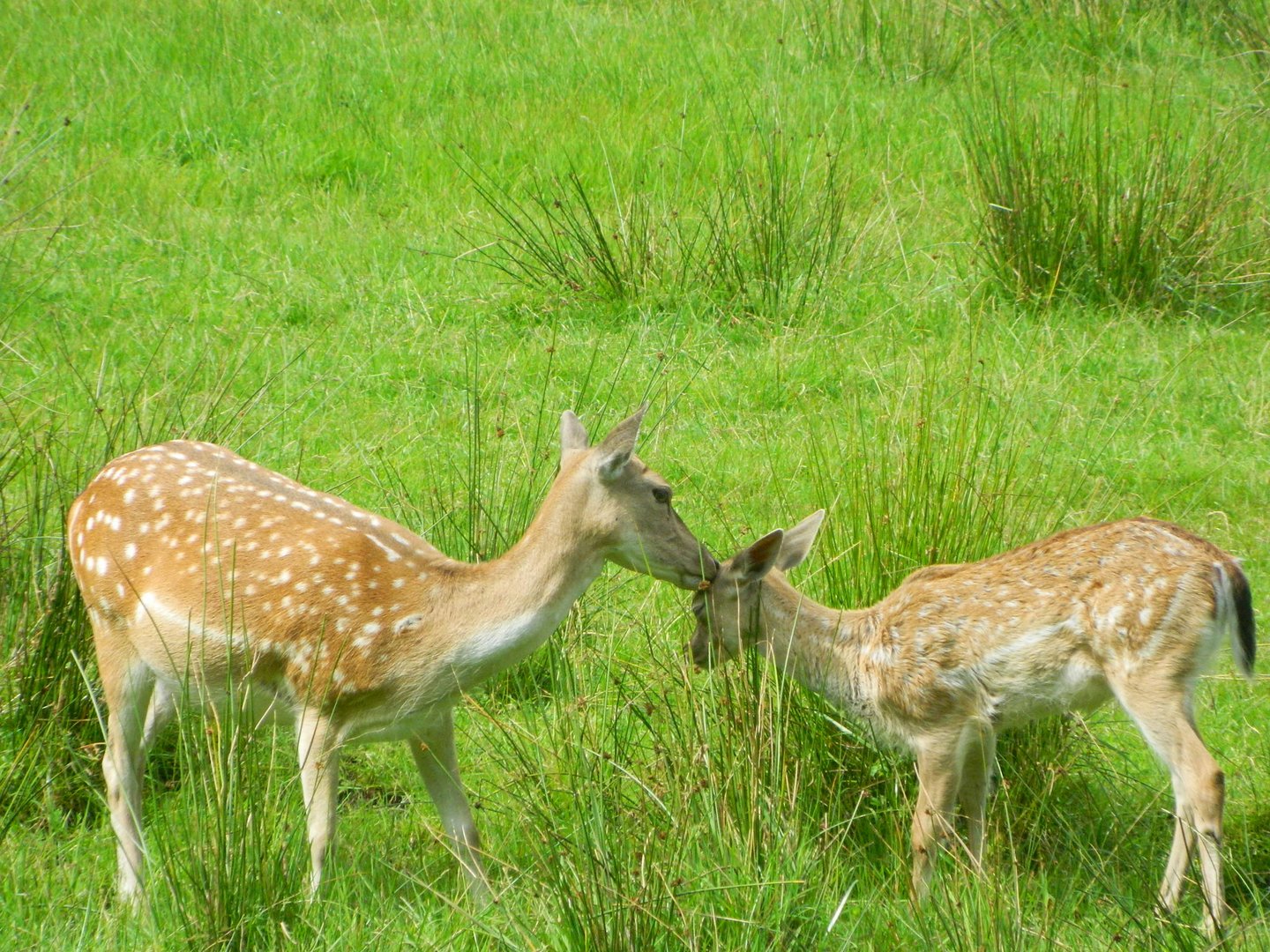 Zwei Rehe