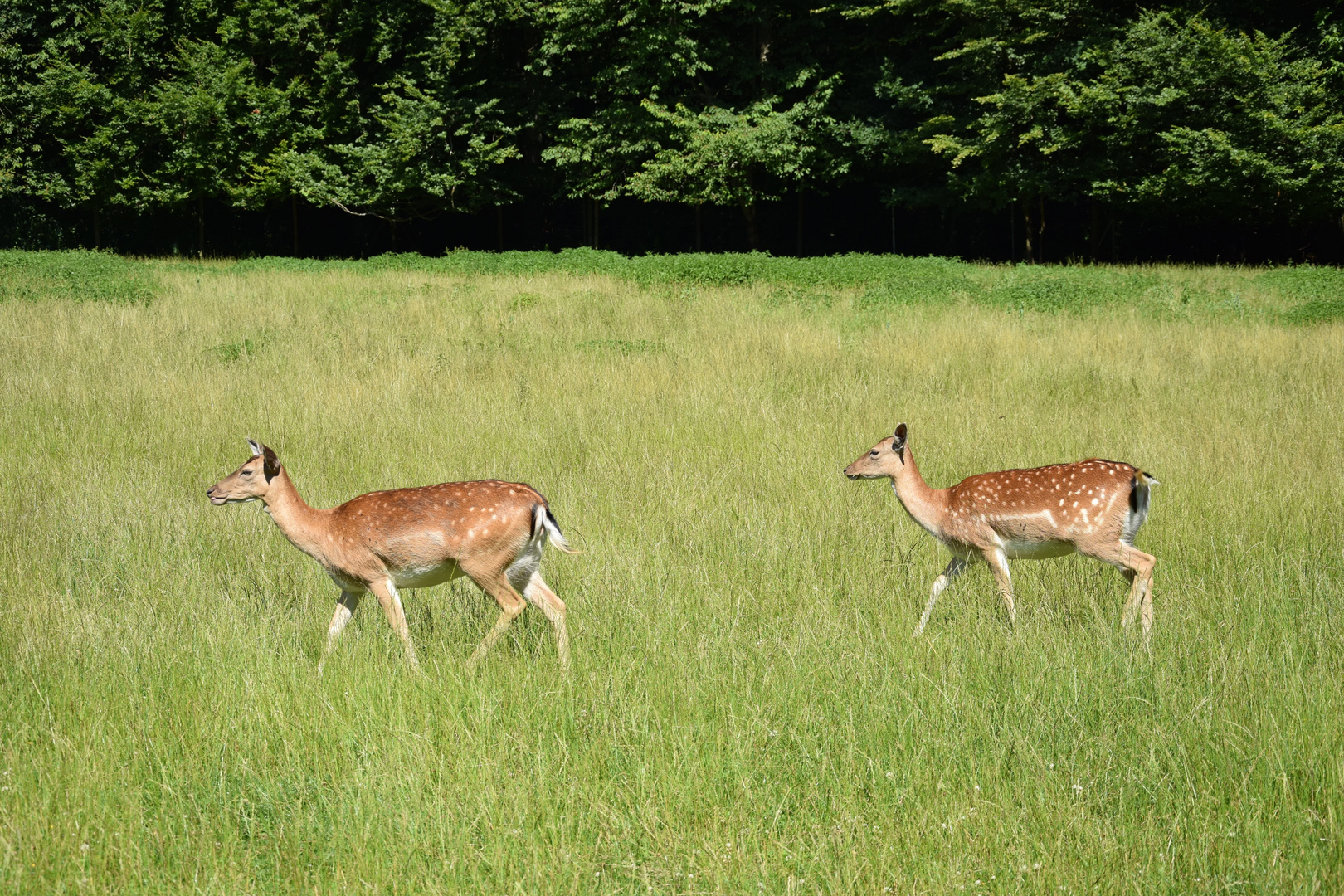 Zwei Rehe - Affenberg Salem