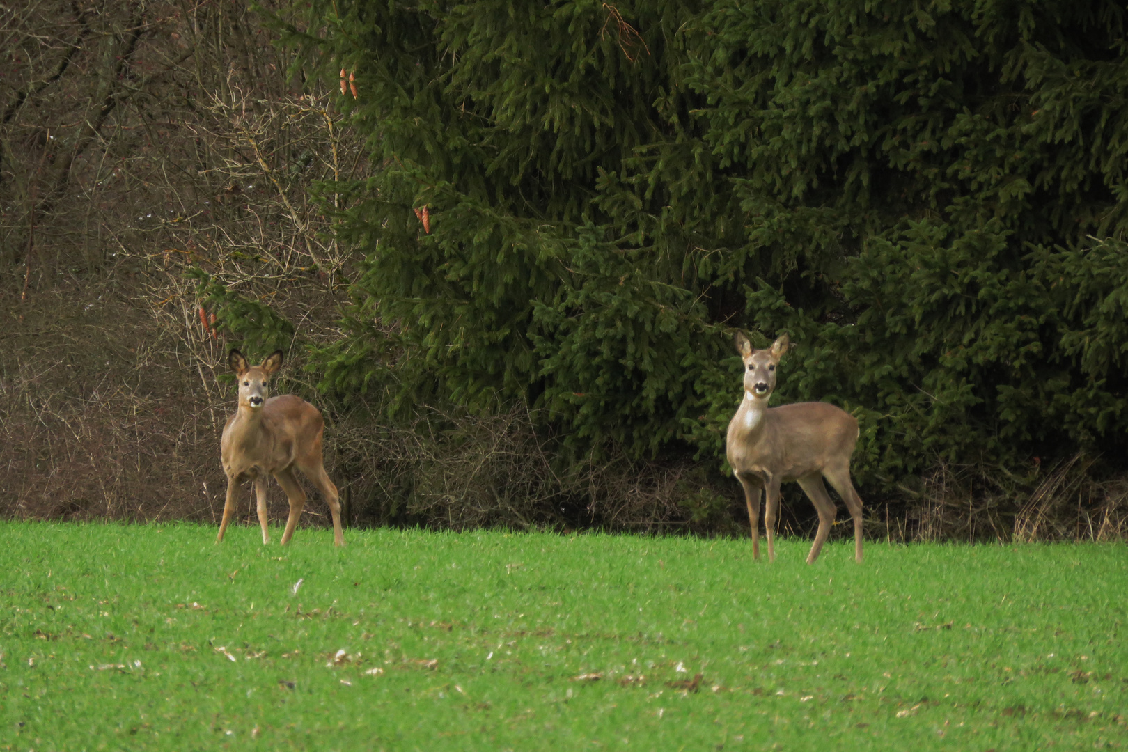 Zwei Rehe auf dem Feld