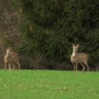 Zwei Rehe auf dem Feld