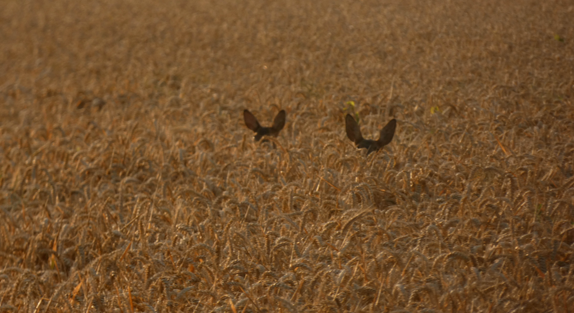 Zwei Rehe im Kornfeld