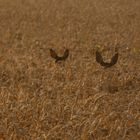 Zwei Rehe im Kornfeld