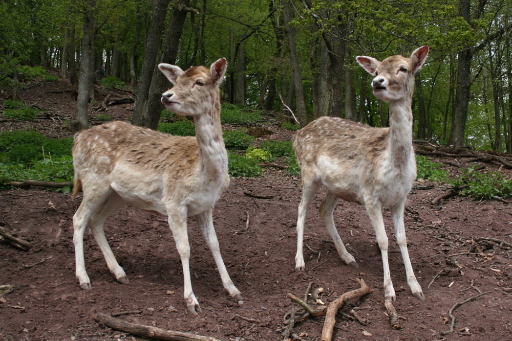 Zwei Rehe im Wald erstarrt