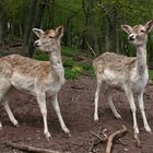 Zwei Rehe im Wald erstarrt