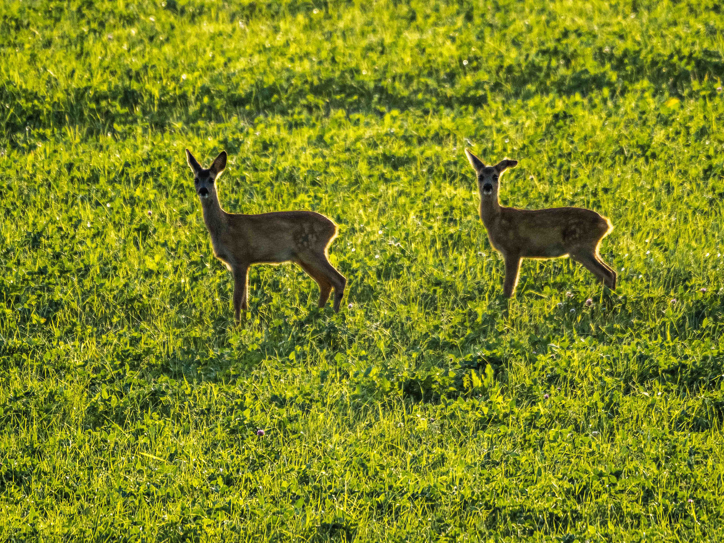 Zwei Rehe in der Abendsonne