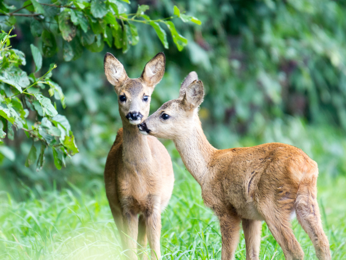 Zwei Rehe, Jungtiere