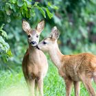 Zwei Rehe, Jungtiere