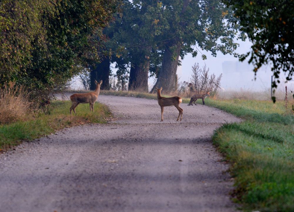 zwei rehe und ein fuchs