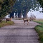 zwei rehe und ein fuchs