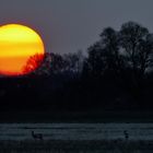 Zwei Rehe vor der Sonne