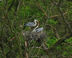 Zwei Reiher am Nest