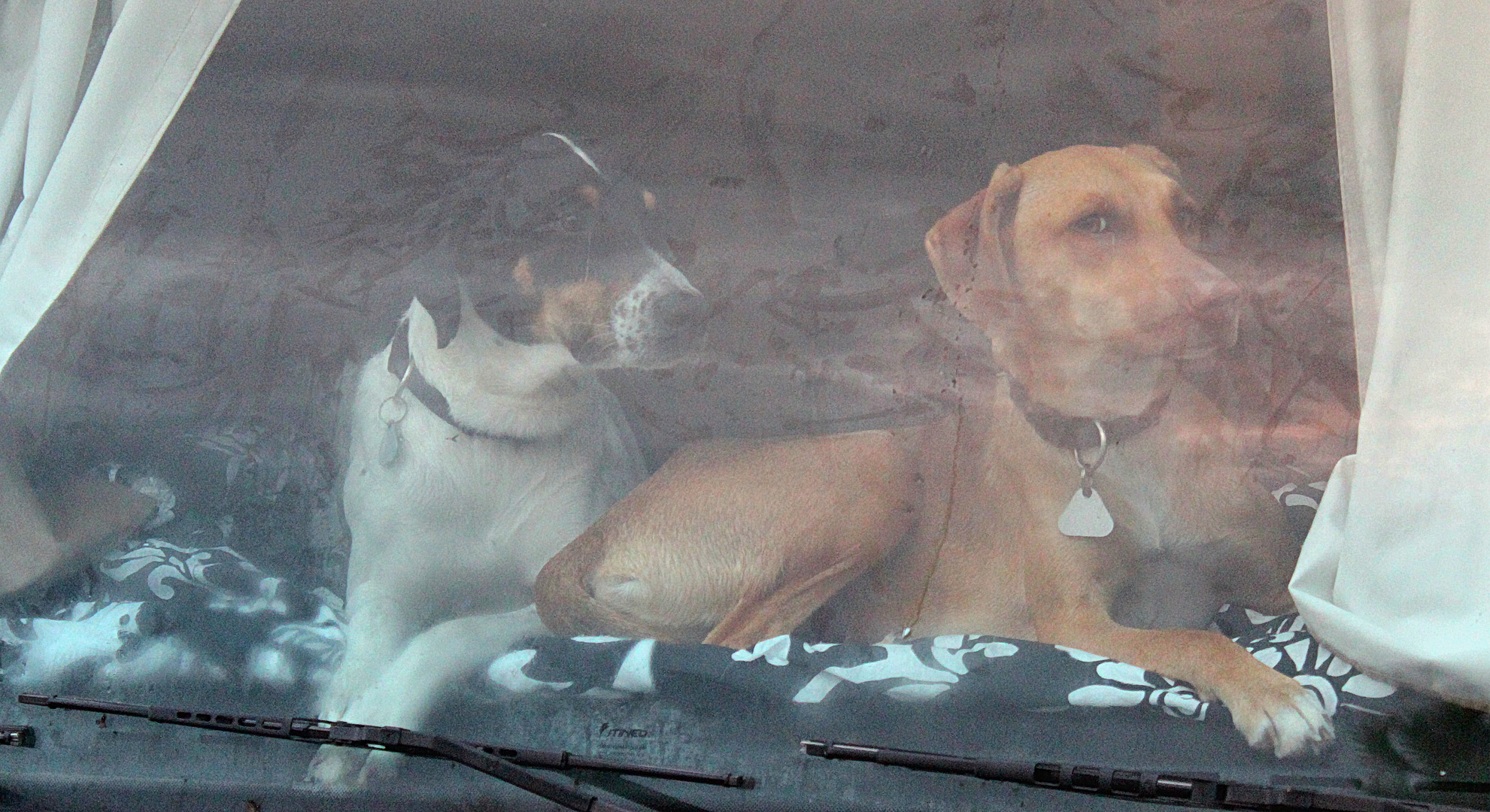 Zwei relatiev große Hunde hinter einer Wohnmobil Frontscheibe.
