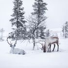 Zwei Rentiere im Schnee