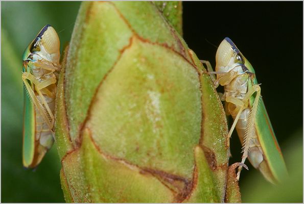 zwei Rhododendronzikaden - ich nenne sie mal Fiona und Alexis
