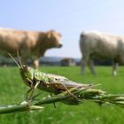 Zwei Rinder und ein Pferd