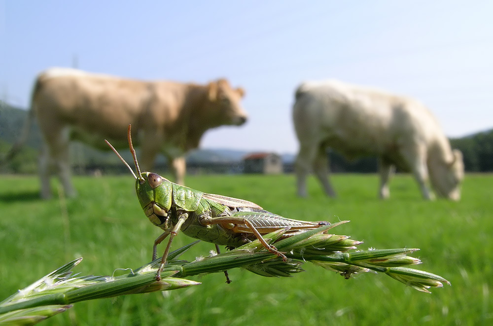 Zwei Rinder und ein Pferd