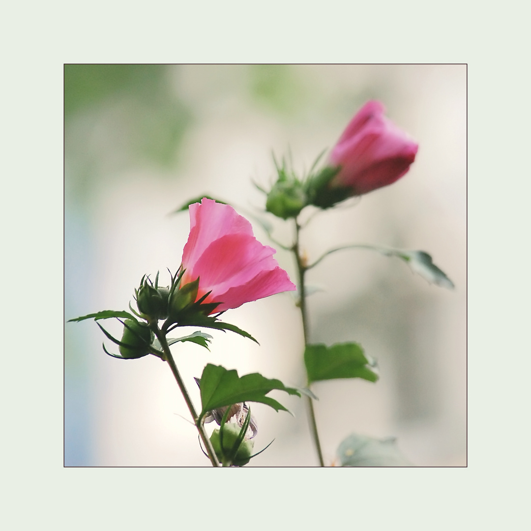 zwei rosa Blüten 