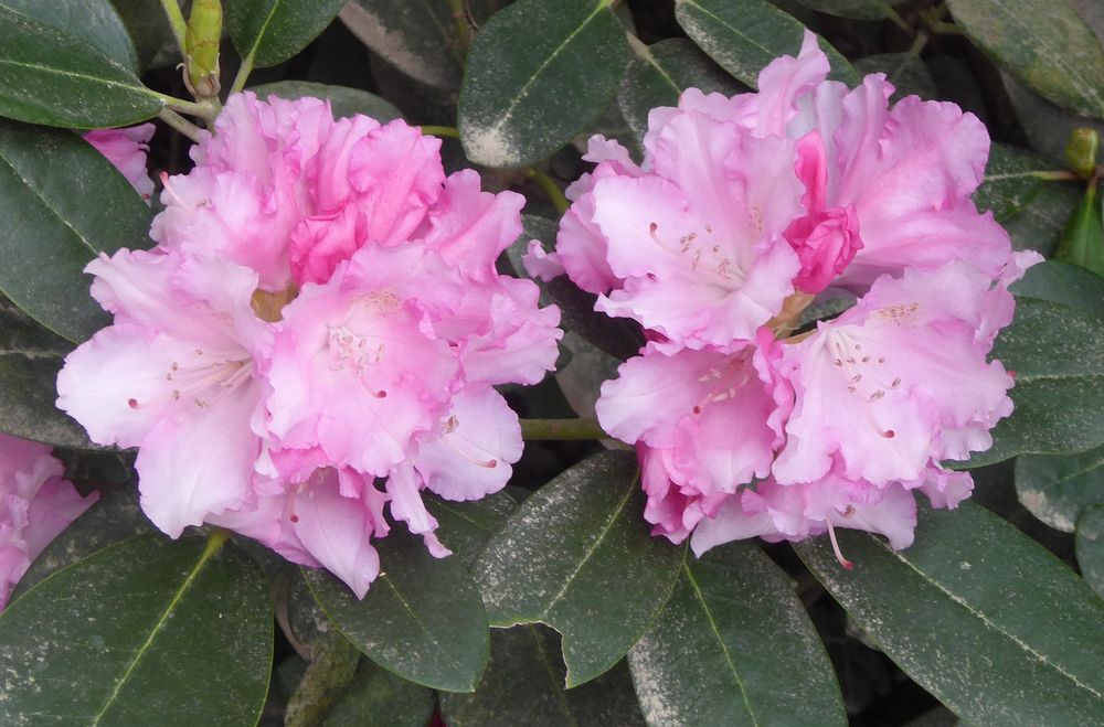 Zwei rosa Rhododendronblüten