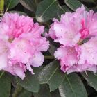 Zwei rosa Rhododendronblüten