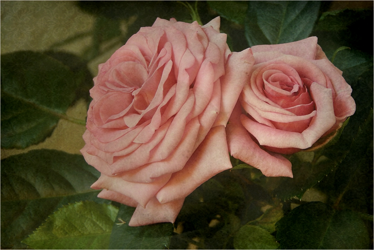 ~~Zwei Rosa Rosen~~