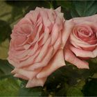 ~~Zwei Rosa Rosen~~