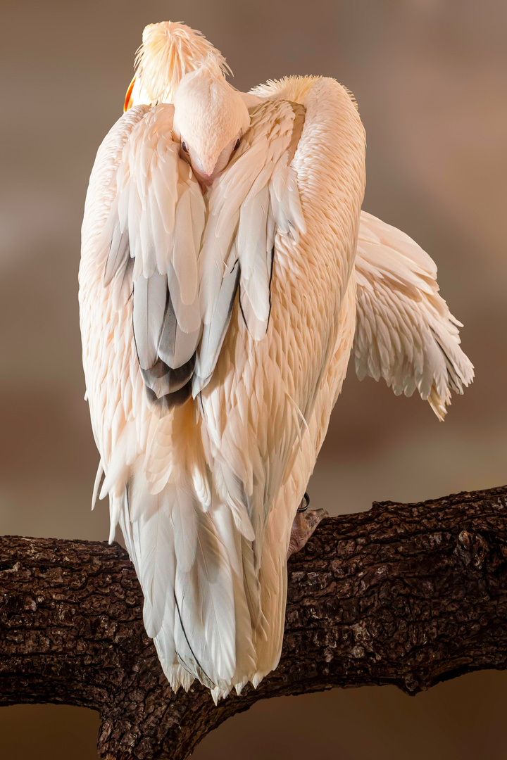 Zwei Rosapelikane / Two great white pelicans resting