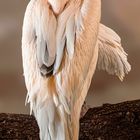 Zwei Rosapelikane / Two great white pelicans resting