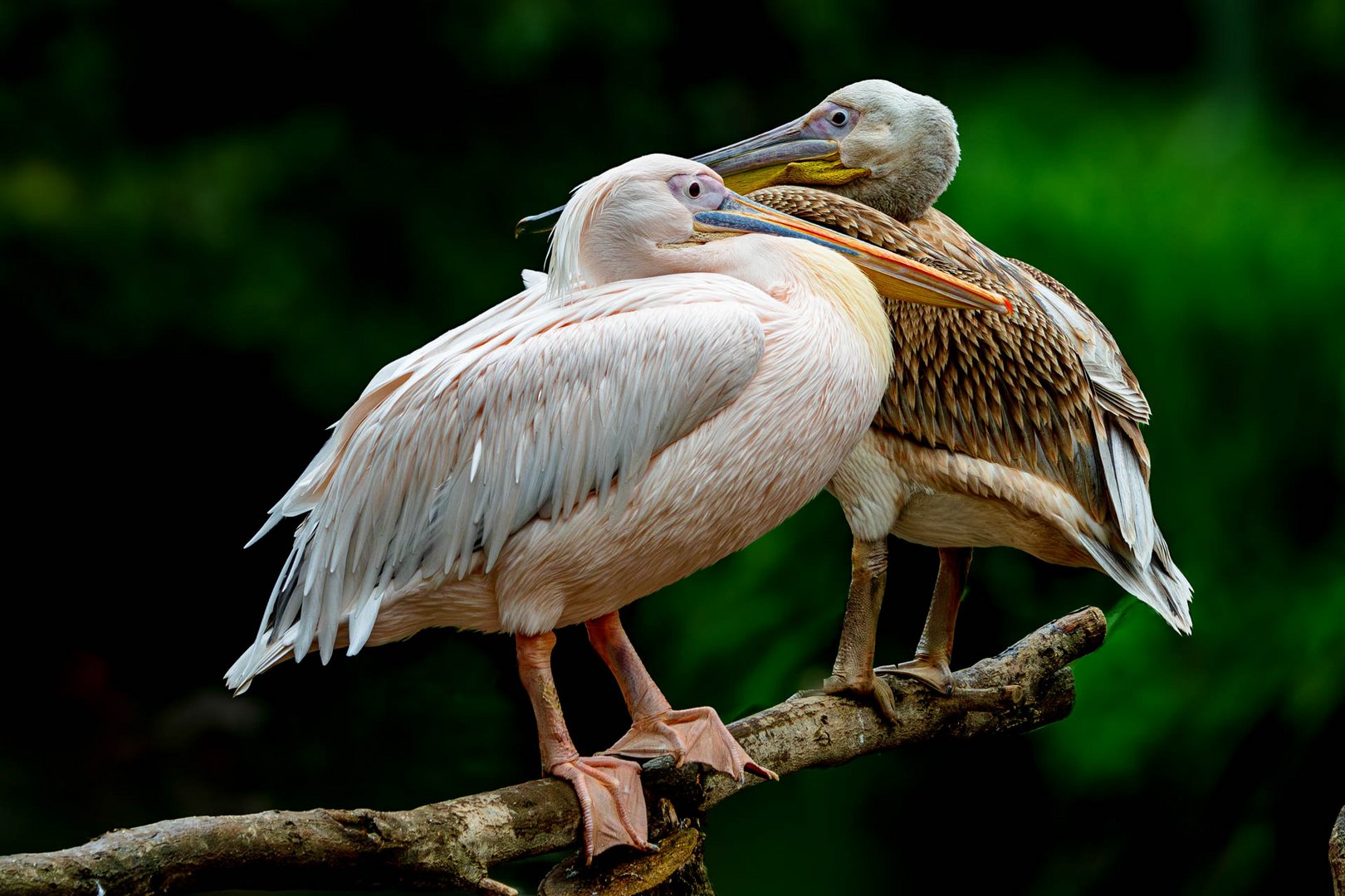 Zwei Rosapelikanen / Two great white pelicans