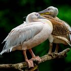 Zwei Rosapelikanen / Two great white pelicans